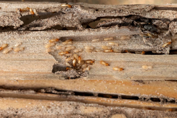 Reliable Elmira Heights, NY Pest Control Solutions